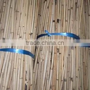 White Wood thumbnail-1
