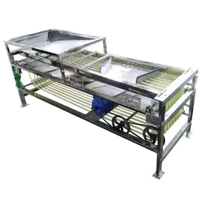 Dragon Fruit Sorting Grading Machine Sorter Grader Machine Line Classifying Machines thumbnail-3