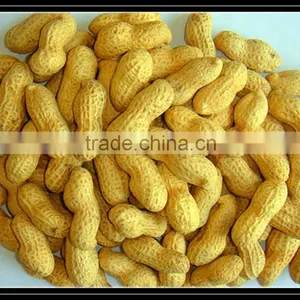Chinese New Crop Roasted Peanut in Shell thumbnail-1