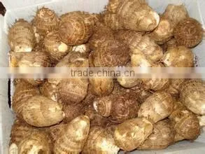 New Crop Dried Taro Stem With Competitive Export Price thumbnail-1