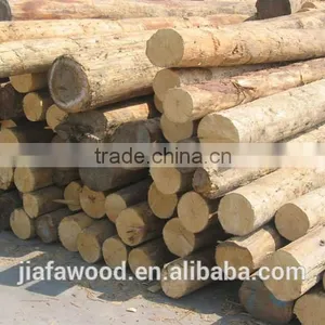 White Birch Logs, Baltic Birch Logs, Latvia Birch Logs Quality Choice thumbnail-2