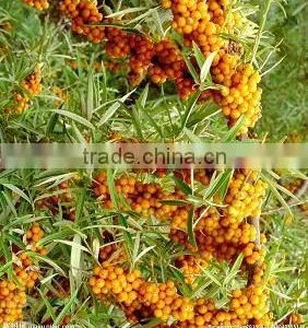 Bulk Seabuckthorn Fruit Oils With GMP Certified Chinese Factory Supply, Essential Oil, Plant Oil thumbnail-3