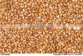 Teff ORGANIC Grain High Quality thumbnail-1