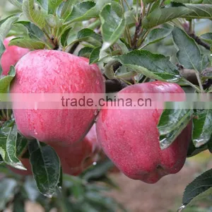 Pome Fruit Product Type and Fresh Style Red Delicious Apple Fresh Huaniu Apple thumbnail-1