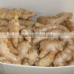 Specification Fresh Ginger thumbnail-3