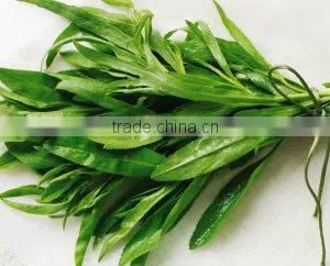 100% Original Tarragon Essential Oil thumbnail-3