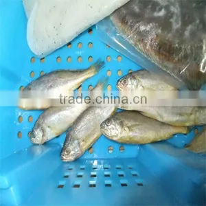 Frozen Yellow and Silver Fish Food With Cooking Whole Fish thumbnail-1