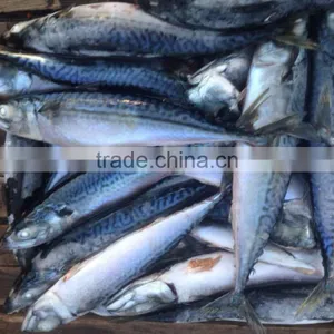 Sea Frozen Pacific Mackerel thumbnail-2