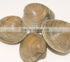 Cherry Stone thumbnail-6