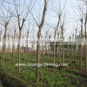 Delonix Regia Project Trees thumbnail-2