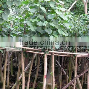Hibiscus Tiliaceus Potted Outdoor Plants thumbnail-1