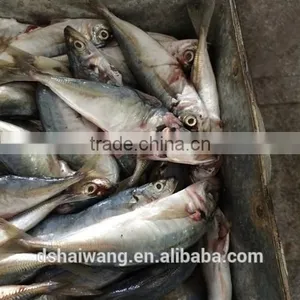 Frozen Seafood B Grade Horse Mackerel Fish To Supply thumbnail-3