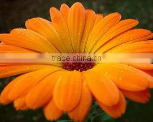 Types of Fresh Cut Flowers Gerbera Flower Fresh Cut Flowers thumbnail-3
