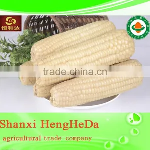 High Quality Yellow Corn for Animal Feed. Maize. Canned Corn thumbnail-6