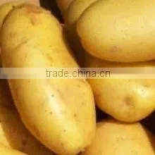Holland Variety Diamond Potatoes thumbnail-1