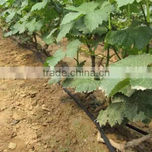 PE Plastic Pipe,16mm Drip Irrigation Pipe ,drip Tubes thumbnail-2