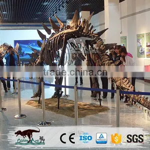 OA2258 Fiberglass Skeleton Model Dinosaur Skull Replica for Sale thumbnail-3
