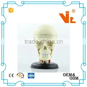 V-HM06 4D MASTER Brain Skull Brain Model thumbnail-3