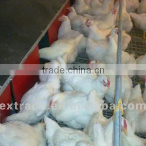 Automatic Chicken Nest thumbnail-1