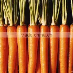 Carrot Price thumbnail-1