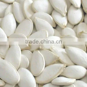 Chinese White Pumpkin Seeds for Sale thumbnail-1