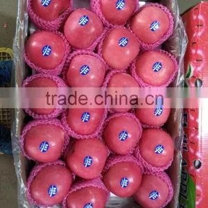 2016 China Red Honey Fuji Apple thumbnail-2