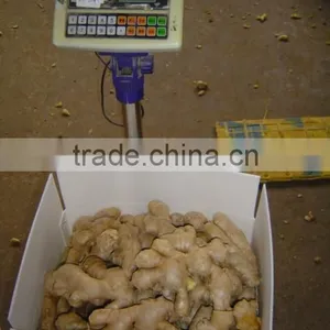 Fresh Air Dried Ginger thumbnail-5