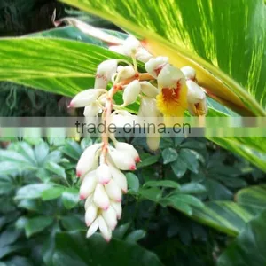 Wholesale Products Galangal Root Best Selling Products in America 2015 thumbnail-3