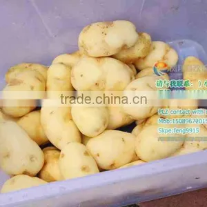 MSTP-80 Stainless Steel Potato Carrot Cassava Washer and Peeler thumbnail-6