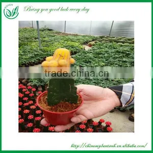 Chamaecereus Sylvestri F.variegatus Cactus Plants thumbnail-1