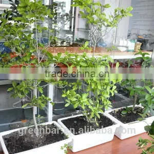 High Tech Magic Planting Pot for Growing Indoor thumbnail-1