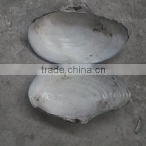 China Freshwater Shell Material Raw Mother of Pearl River Shells thumbnail-2
