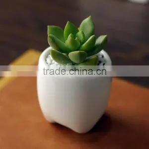 Zakka Indoor Mini Tooth-shaped Ceramic White Flower Pot for Succulents thumbnail-2