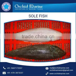 Premium Supplier of Protein Vitamin Rich Sole Fish/ Frozen Sea Food thumbnail-1