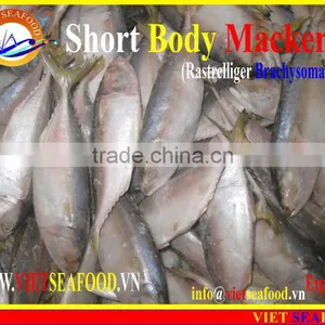 FROZEN SHORT BODY MACKEREL WHOLE ROUND thumbnail-1
