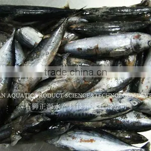 Frozen Whole Bonito Fish Fresh Frozen Seafood thumbnail-1