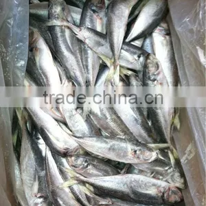 Frozen Horse Mackerel thumbnail-1