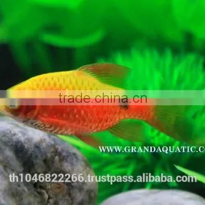 Rosy Barb Fish Farm For Sale and Export thumbnail-6