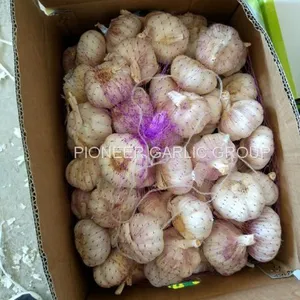 5-5.5cm Fresh Normal White Garlic In 10kg Carton Box Packing thumbnail-1