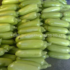 Long Zucchini Hybrid f1 Squash Vegetable Seeds thumbnail-3
