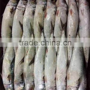 Mackerel(scomber Japonicus) WR thumbnail-2