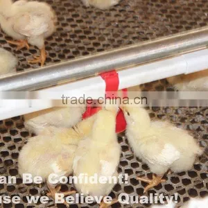 BIRDSITTER Modern Uae Chicken Farm Poultry Broiler Chicken Machine thumbnail-3