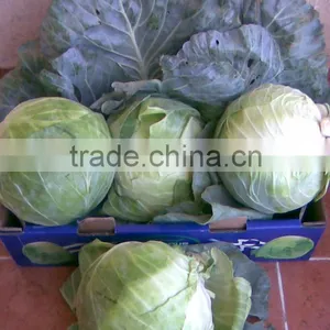 Fresh Cabbage thumbnail-1