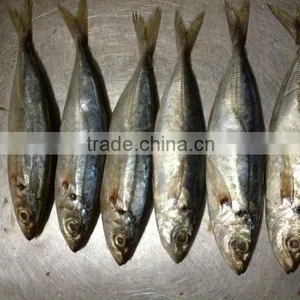 12-14pcs/kg Frozen Whole Round Scad Fish thumbnail-4