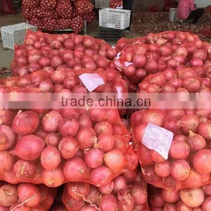 Fresh Onion on Sale in This Hot Season Before New Year With High Quality and Reasonable Price thumbnail-2