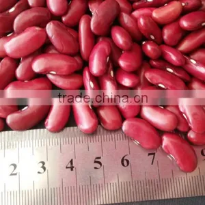 2015 Dark Red Kidney Bean thumbnail-2