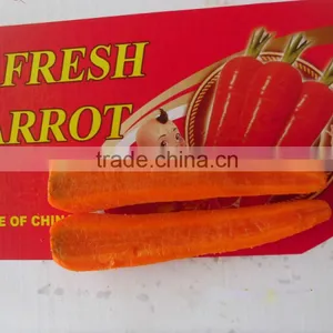 2014 Good Quality Sweet Yellow Fresh Carrot Regular Shape,fresh,clean thumbnail-1