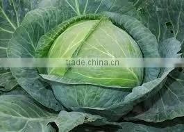 GIMEX VIETNAM FRESH CABBAGE CHEAP thumbnail-1