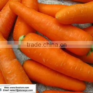 2012 New Season Carrot Wholesale Carrot thumbnail-1