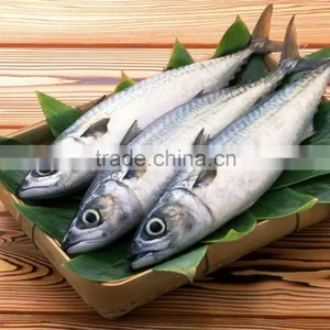 Spanish Type Mackerel on Sale thumbnail-1
